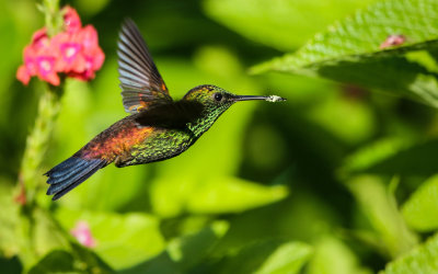 Copper-rumped Hummingbird