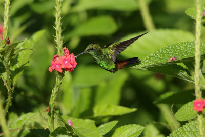 Copper-rumped Hummingbird