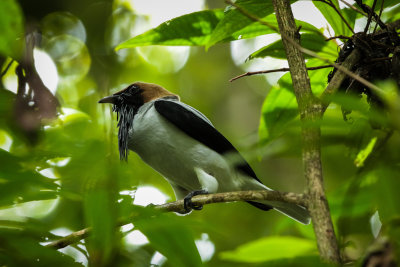 Bearded Bellbird