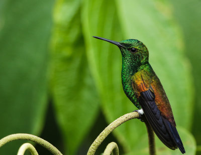 Copper-rumped Hummingbird