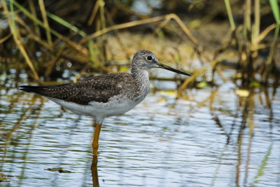 Greater Yellowlegs