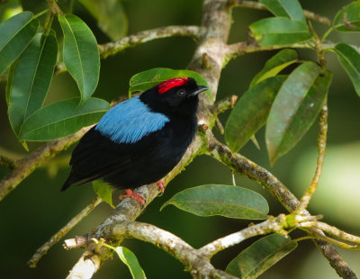 Blue-backed Manakin