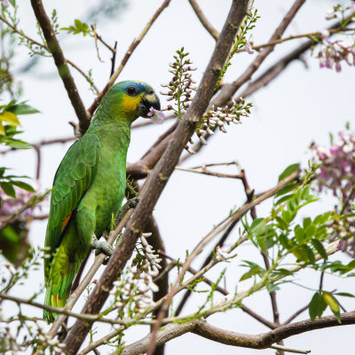 Orange-winged Amazon