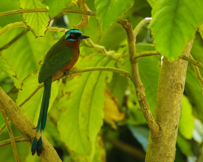 Blue-crowned Motmot