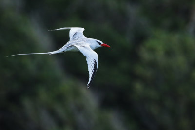 Red-billed Tropicbird