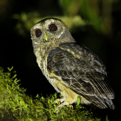 Mottled Owl