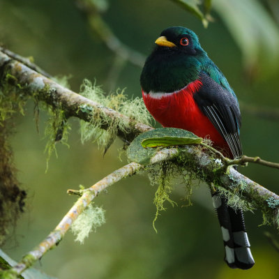 Ecuadorian Trogan