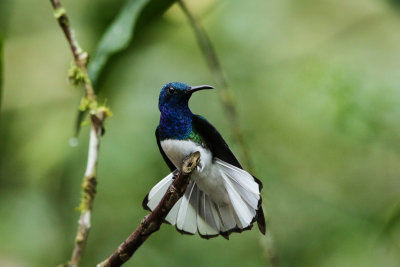 White-necked Jacobin