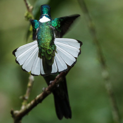 White-necked Jacobin