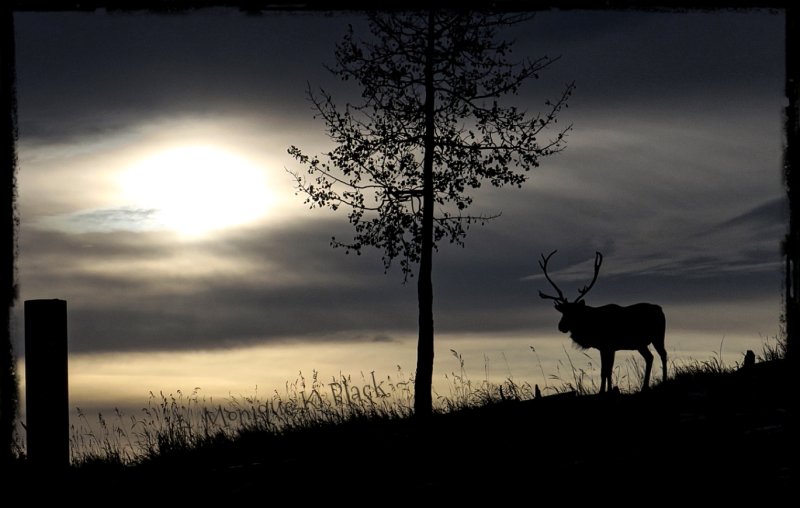 WILDERNESS WILDLIFE