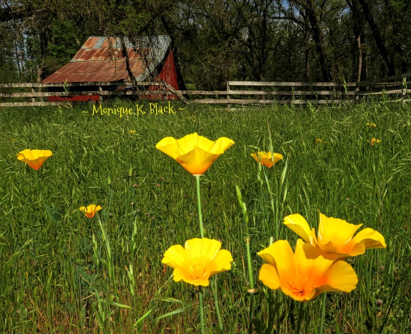 WILD POPPIES
