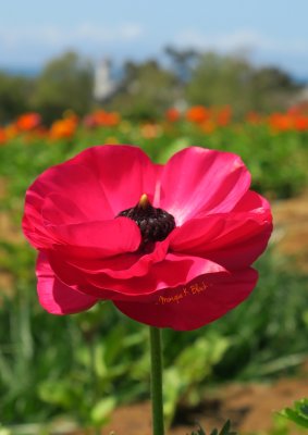 RED FLOWER 