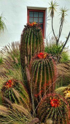 MISSION CACTUS