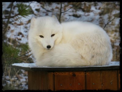 ARTIC FOX