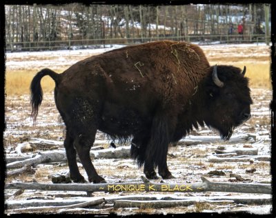 WILD BUFFALO