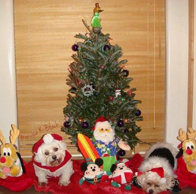 MELE KALIKIMAKA!!!