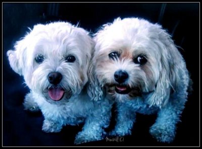  ♥️ KOBE ♥️️ ZOEY ♥️