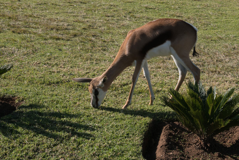 Springbok