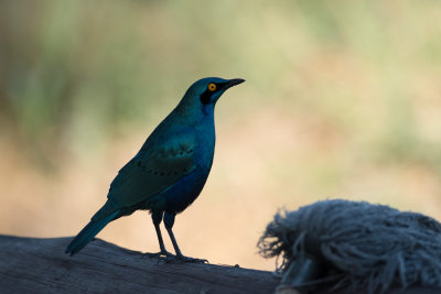 Choucador  oreillons bleus