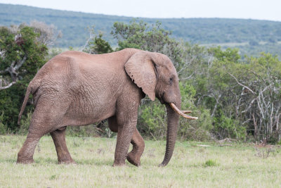 lphant de savane