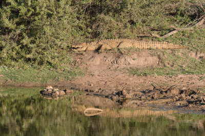 Crocodile du Nil