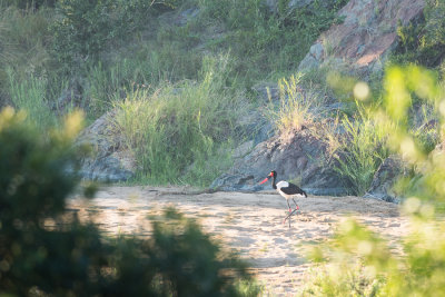 Jabiru d'Afrique