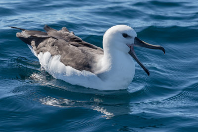 Albatros  sourcils noirs