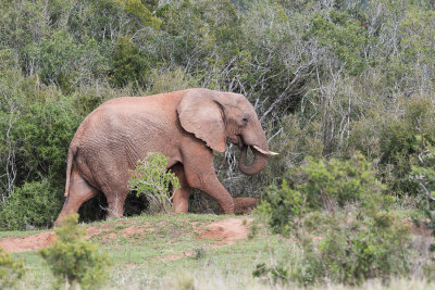 lphant de savane