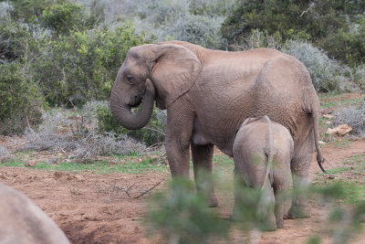 lphant de savane
