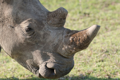 Rhinocros noir