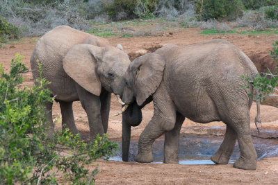 lphant de savane