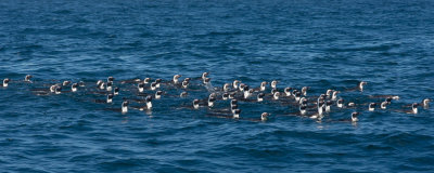 Manchot du Cap