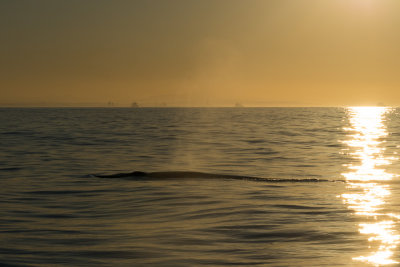 Rorqual de Bryde