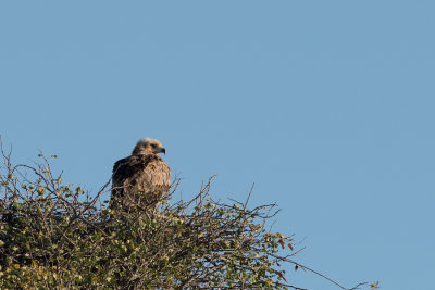 Aigle ravisseur (immat.)