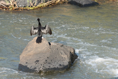 Cormoran africain