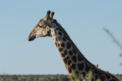 Girafe du Cap