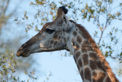 Girafe du Cap