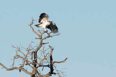 Aigle martial (juv.)