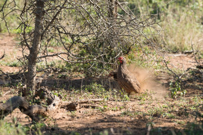 Francolin de Swainson