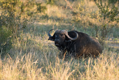 Buffle d'Afrique