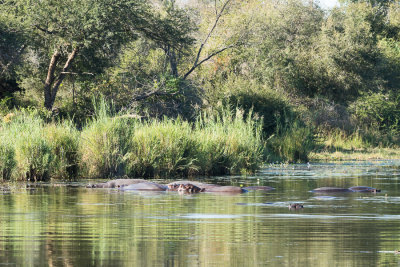 Hippopotame sud-africain