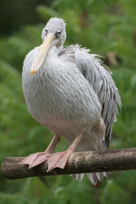 Plican gris