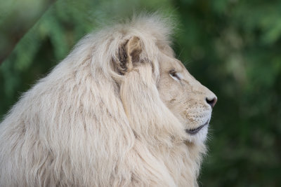 Lion du Transvaal