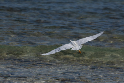 Aigrette garzette