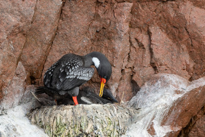 Cormoran de Gaimard