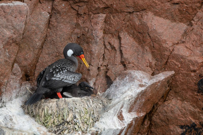 Cormoran de Gaimard