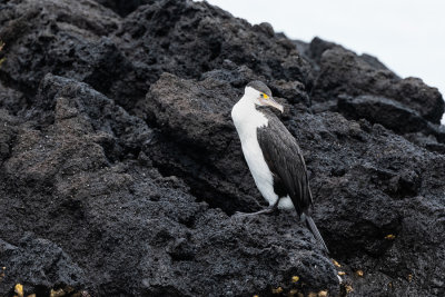 Cormoran vari