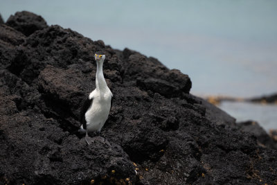 Cormoran vari