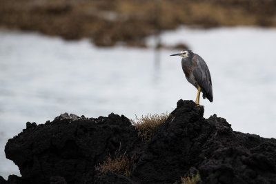 Aigrette  face blanche