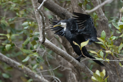 Cormoran pie
